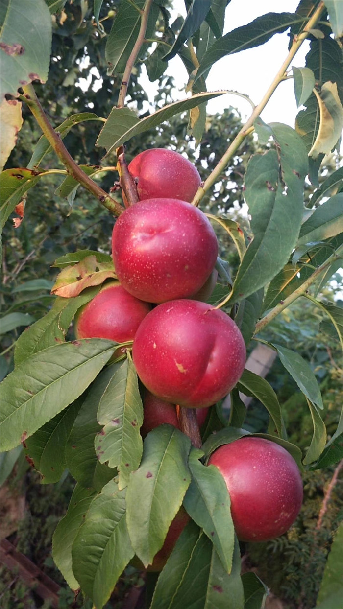 中油27号桃苗2020年报价多少