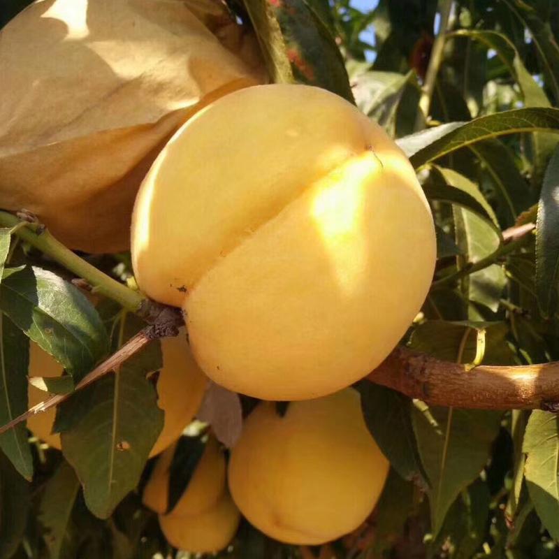 中桃金魁桃苗品种了解