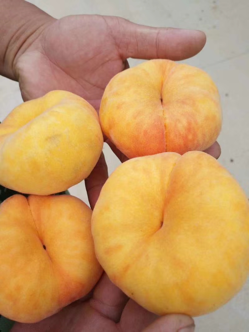 中蟠101号蟠桃苗价格及批发免费技术指导