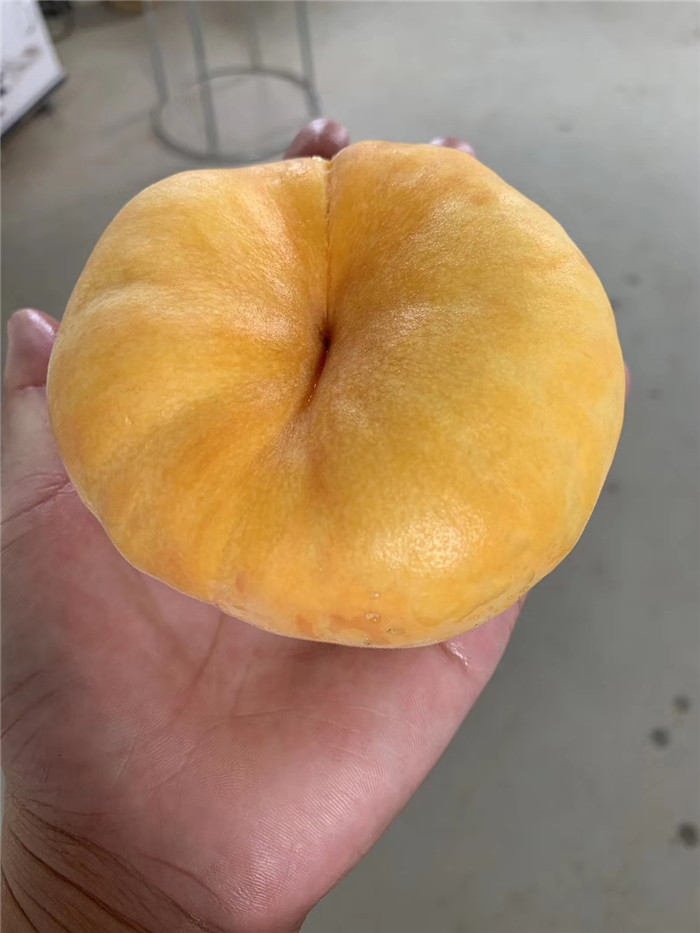 中蟠101号蟠桃苗管理技术介绍