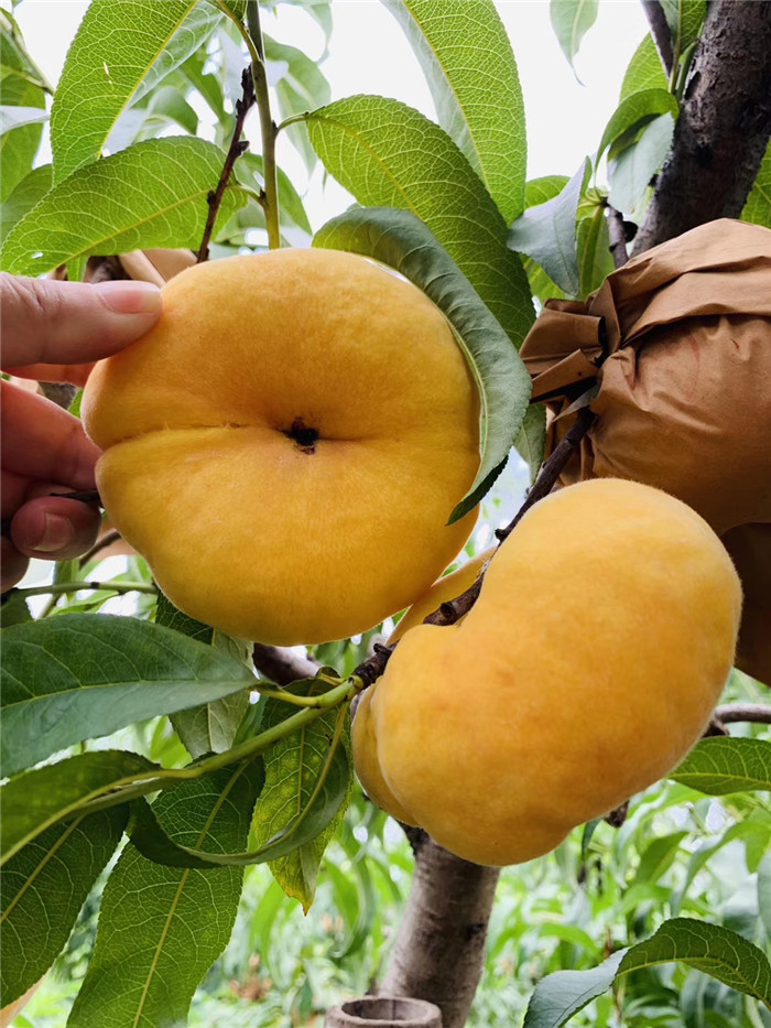 中蟠101号蟠桃苗种苗价格