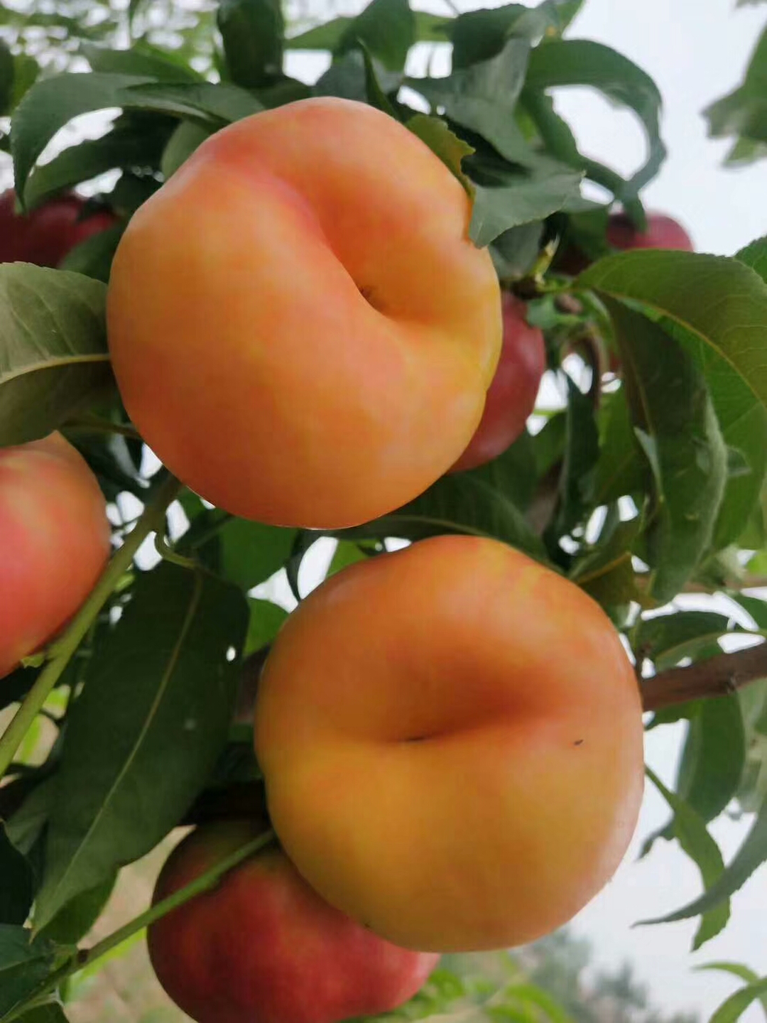 中油蟠13号桃苗苗木价格 中油蟠7号桃苗