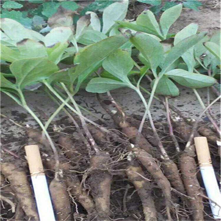 芍药种植 芍药种子 芍药苗成活率更高