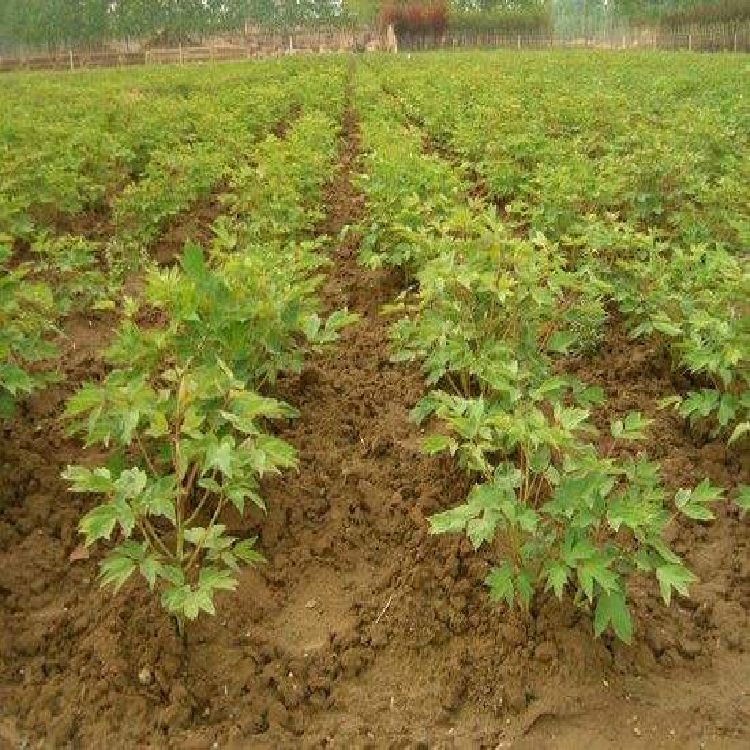 牡丹芍药苗 油用牡丹苗 四年牡丹的种苗
