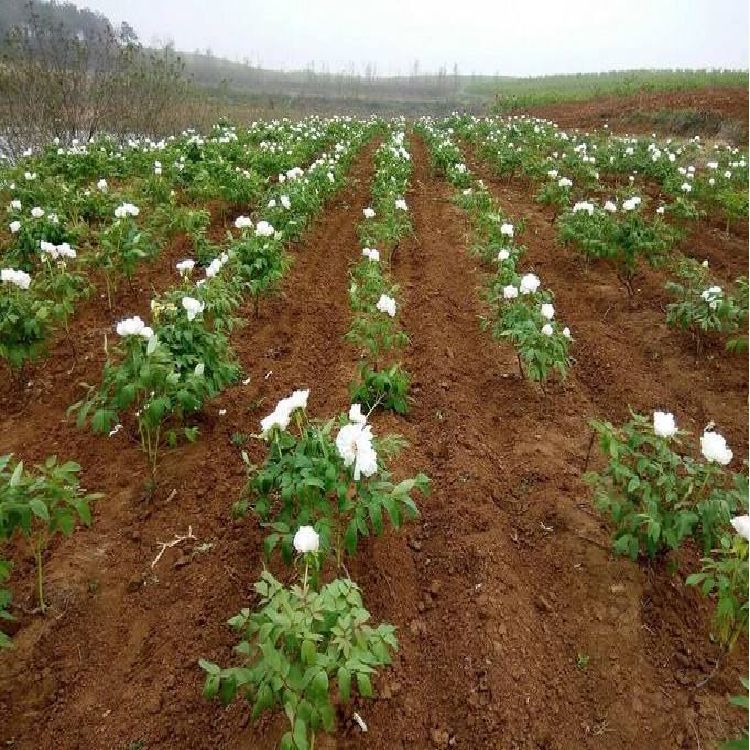 油用牡丹芽四年凤丹牡丹苗