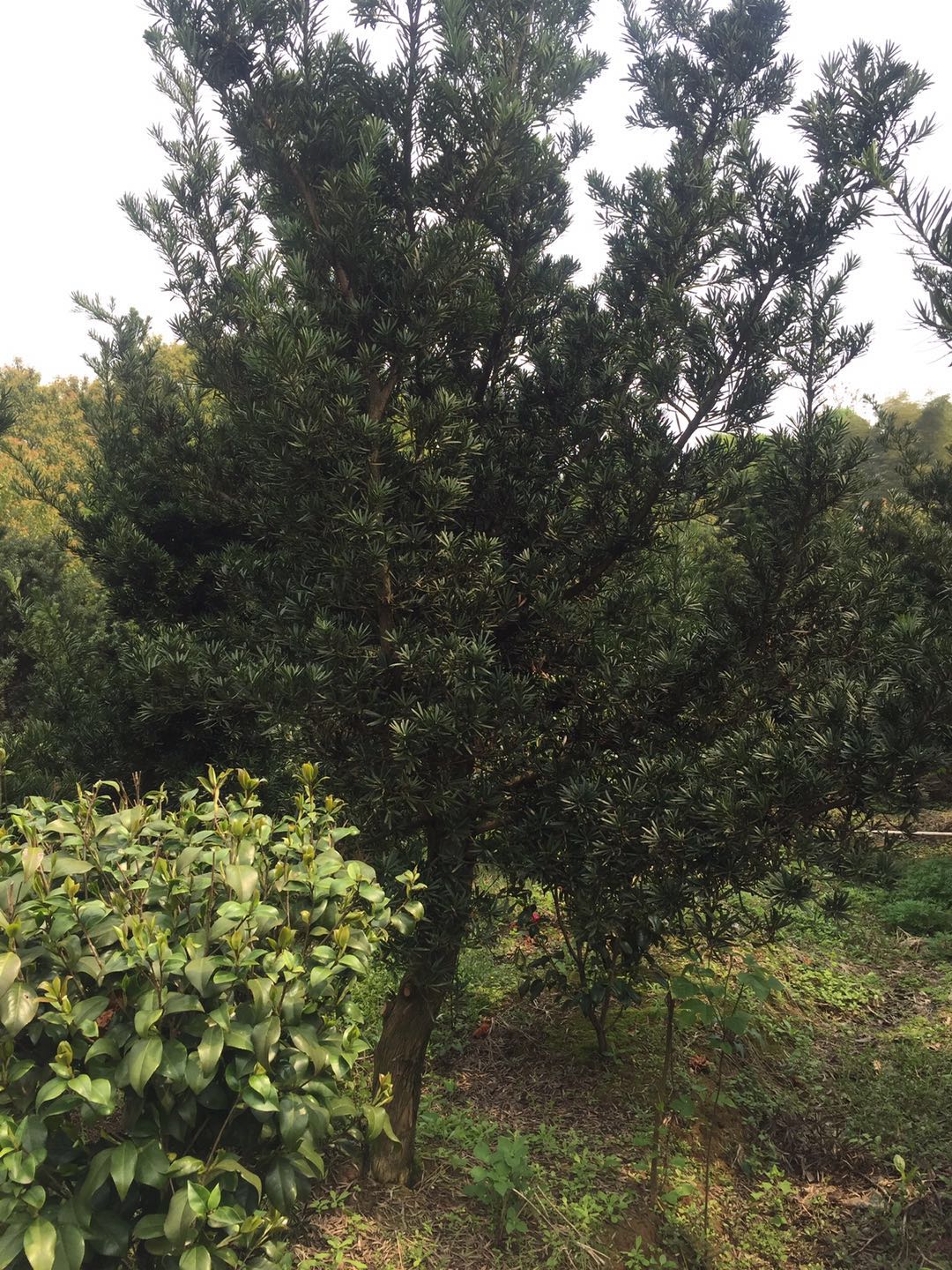 造型罗汉松供应