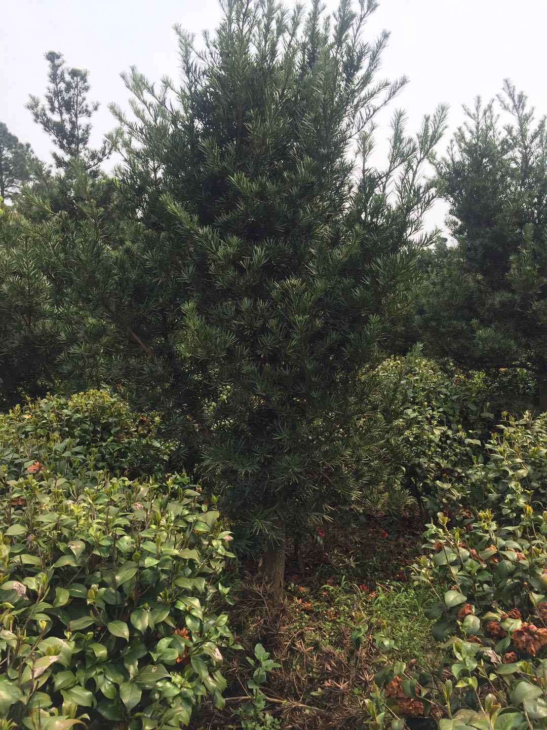 20公分造型罗汉松价格 湖南罗汉松树苗