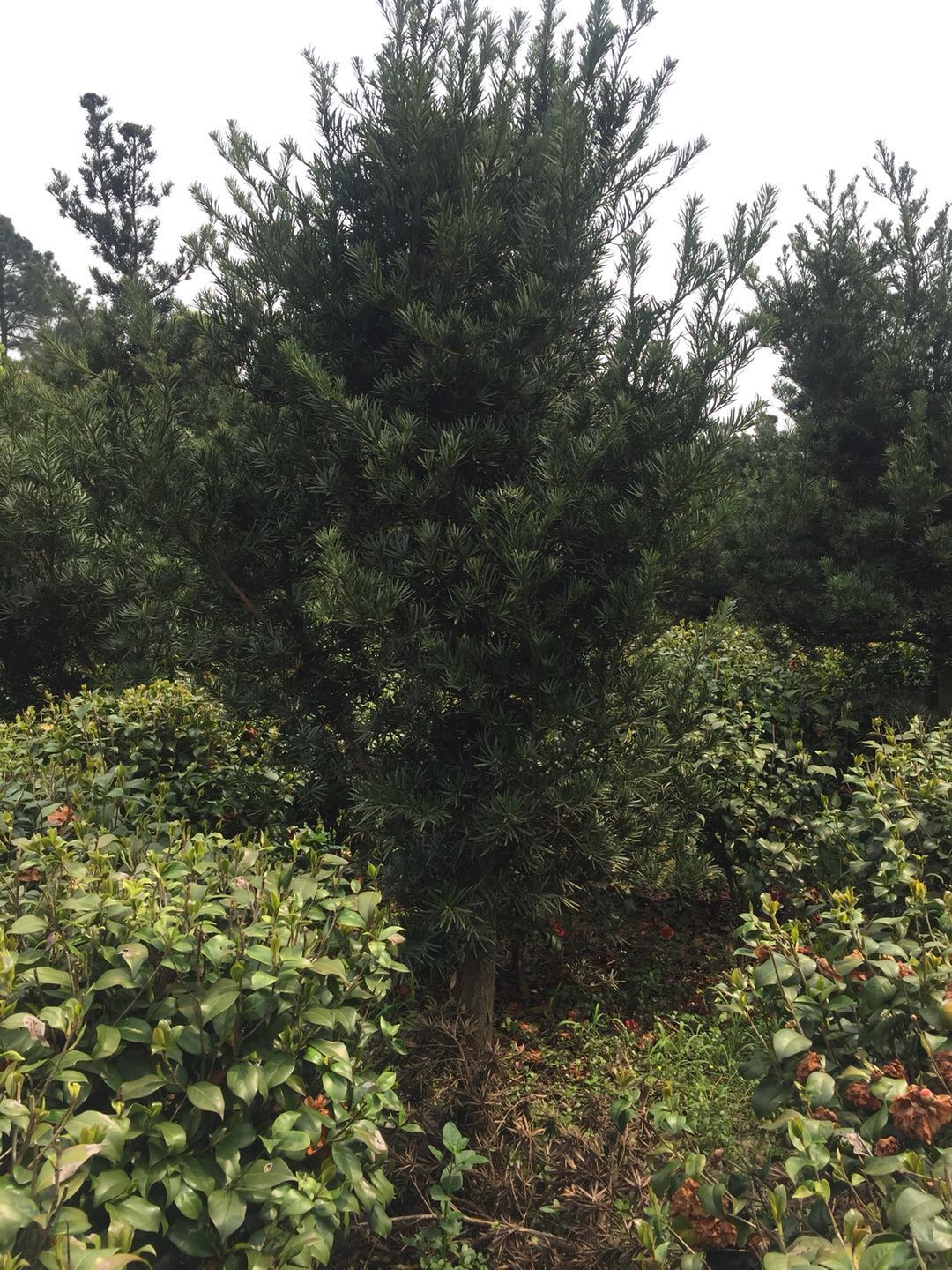 15公分造型罗汉松大量供应 15公分造型罗汉松