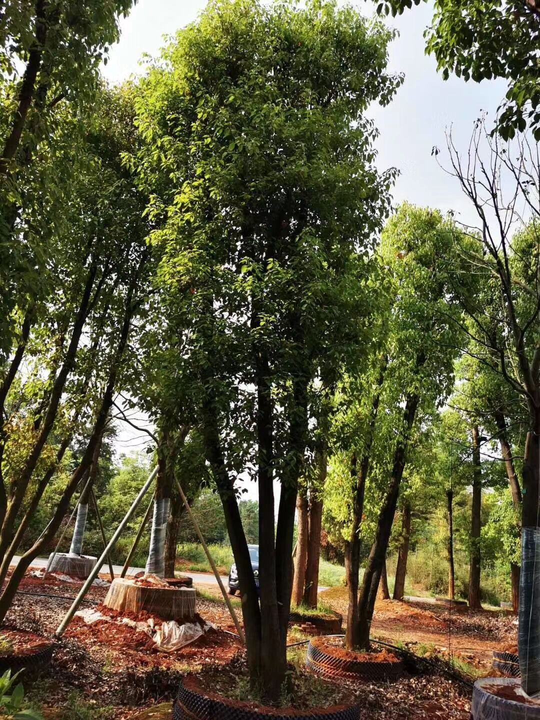 搜了网为您找到36条25公分香樟树的相关产品参数信息