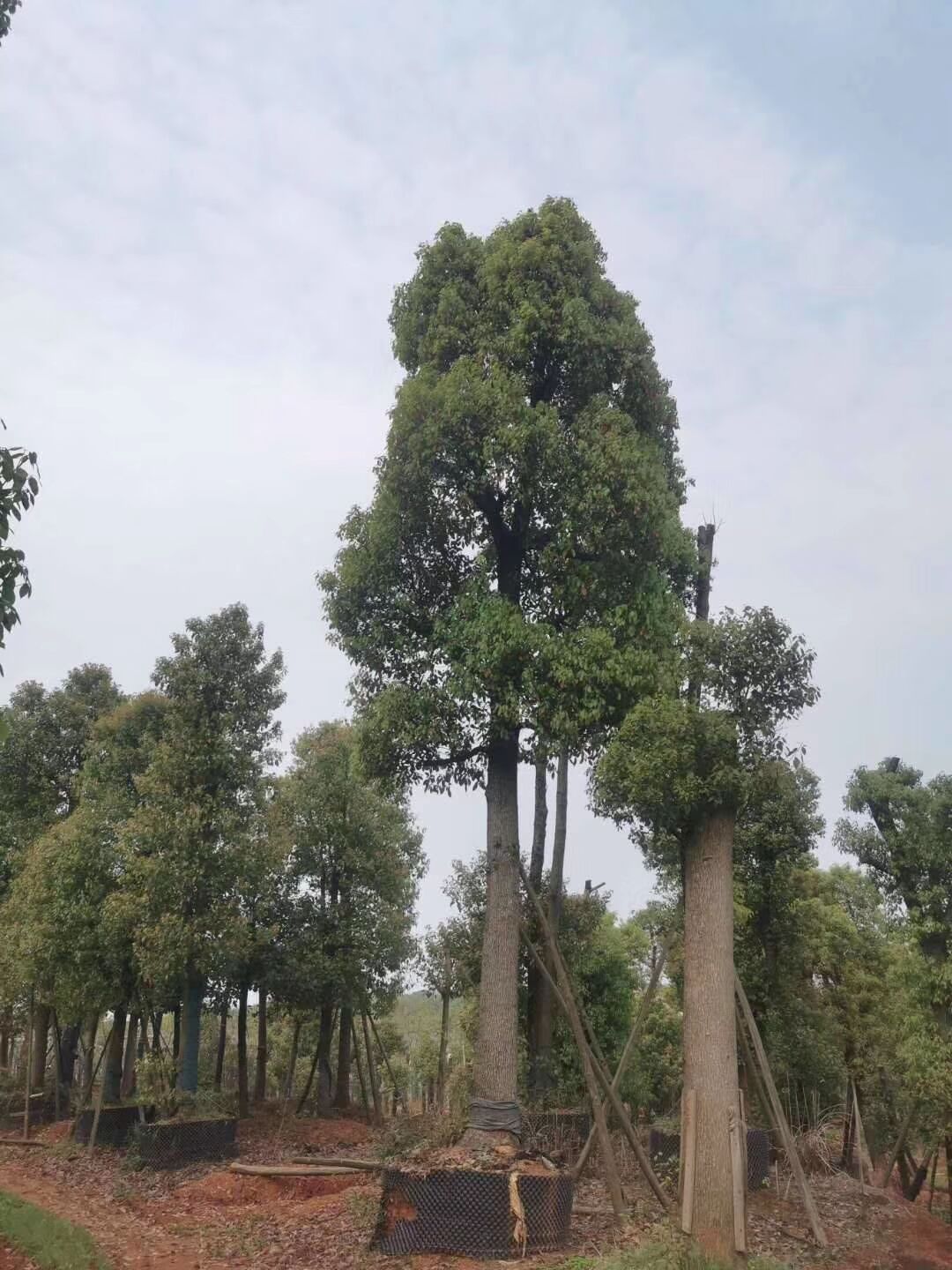 搜了网为您找到36条25公分香樟树的相关产品参数信息