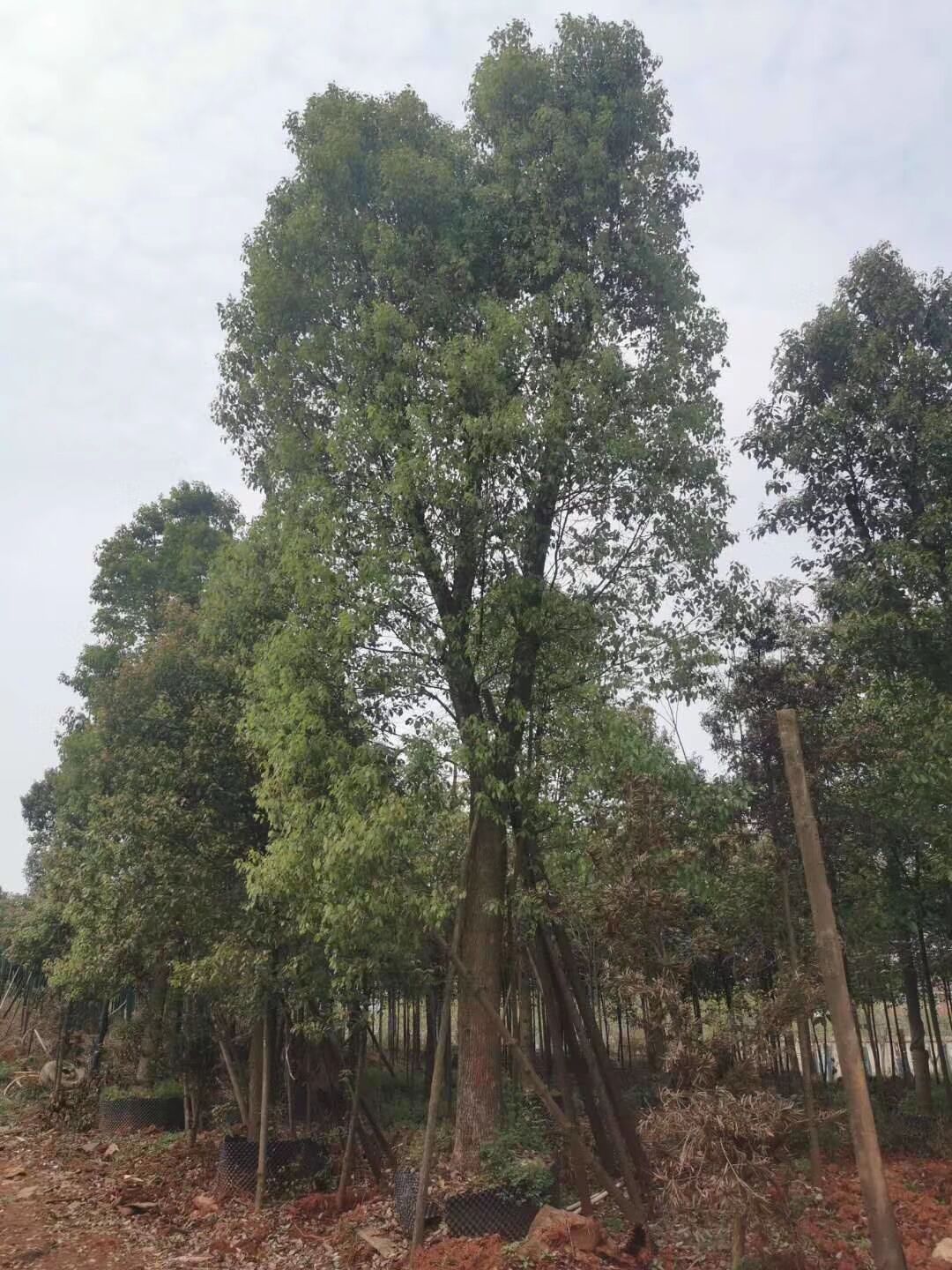 搜了网为您找到36条25公分香樟树的相关产品参数信息