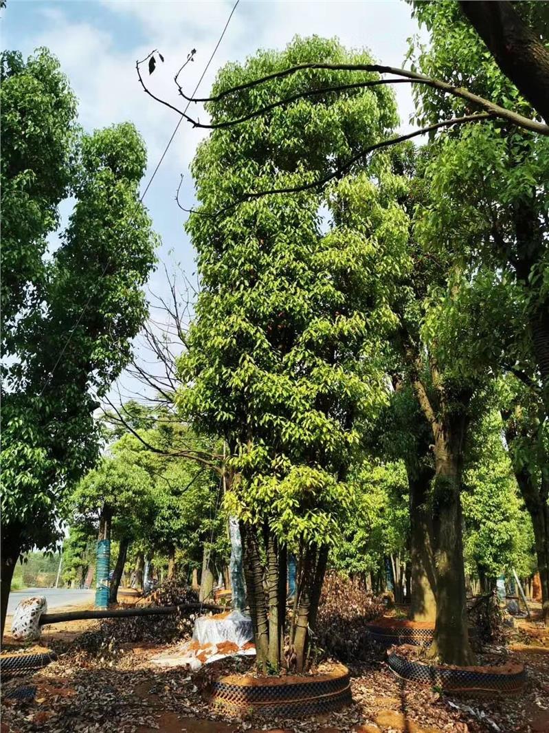 丛生香樟种植基地香樟容器苗