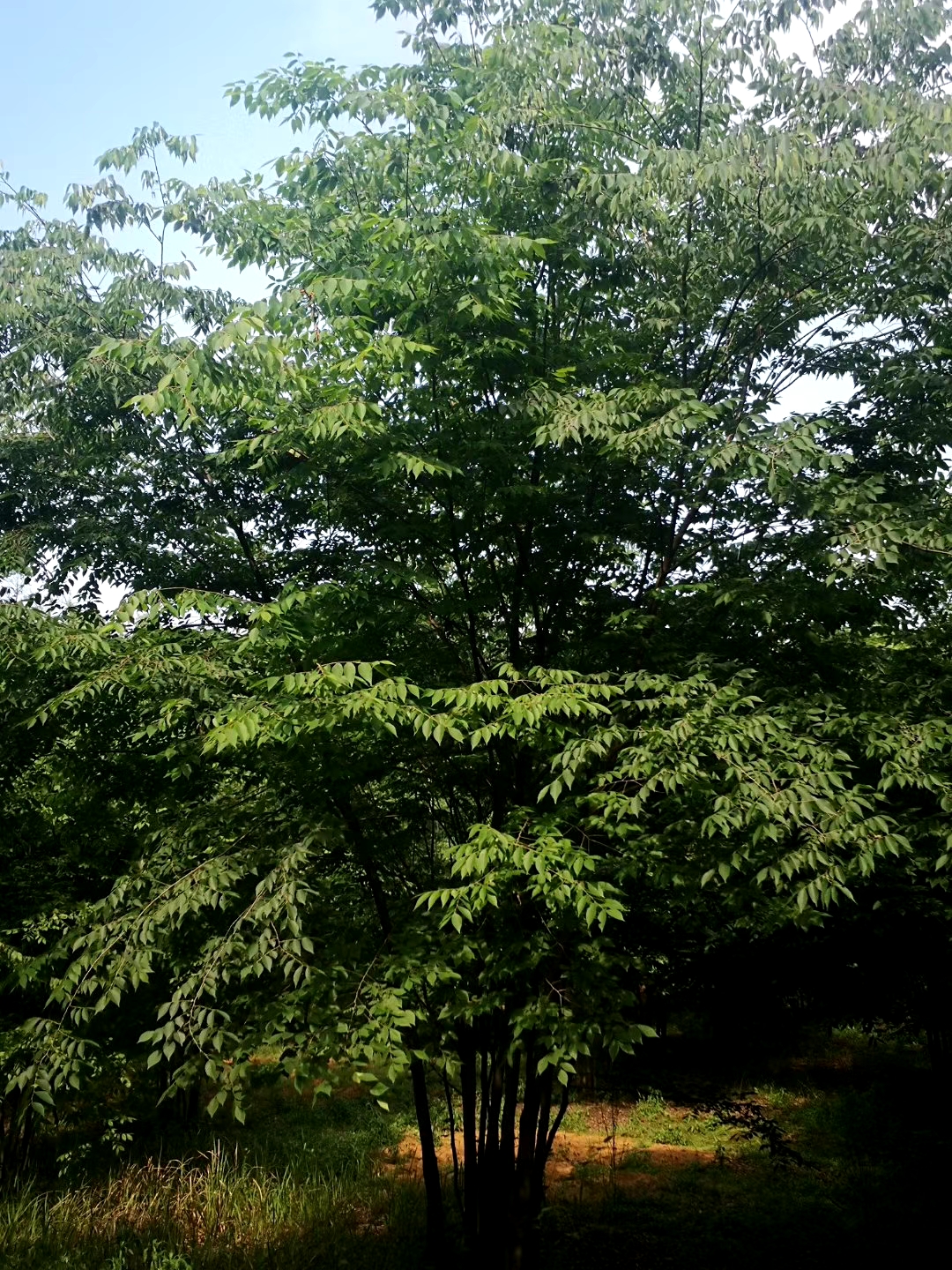 移植朴树图片 移植朴树