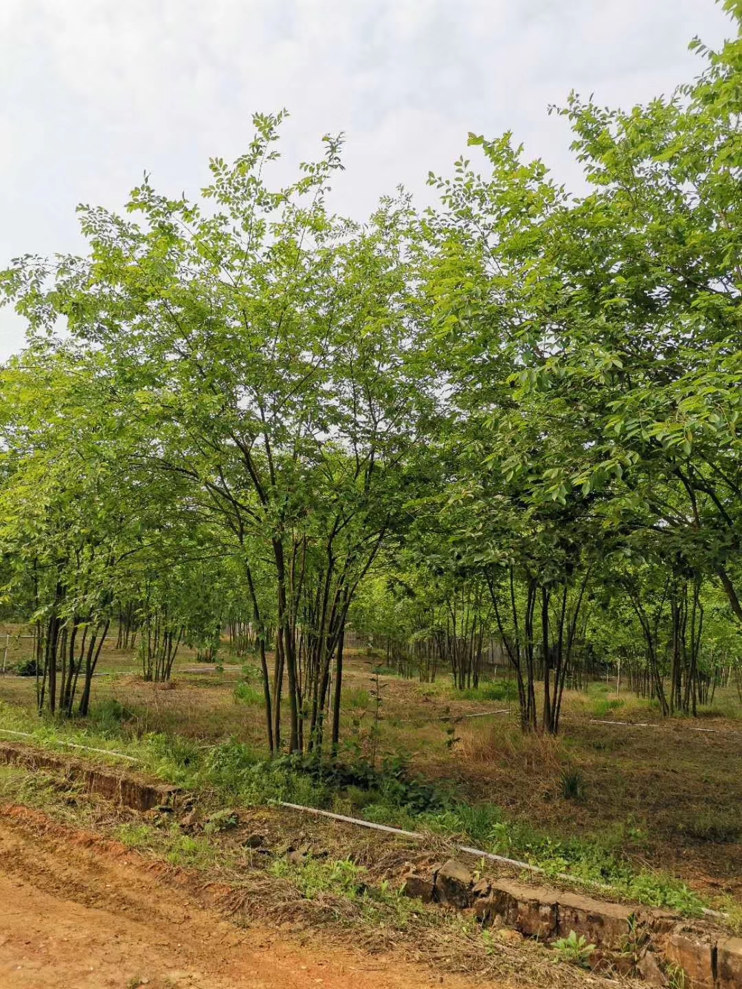 朴树图片 移植朴树