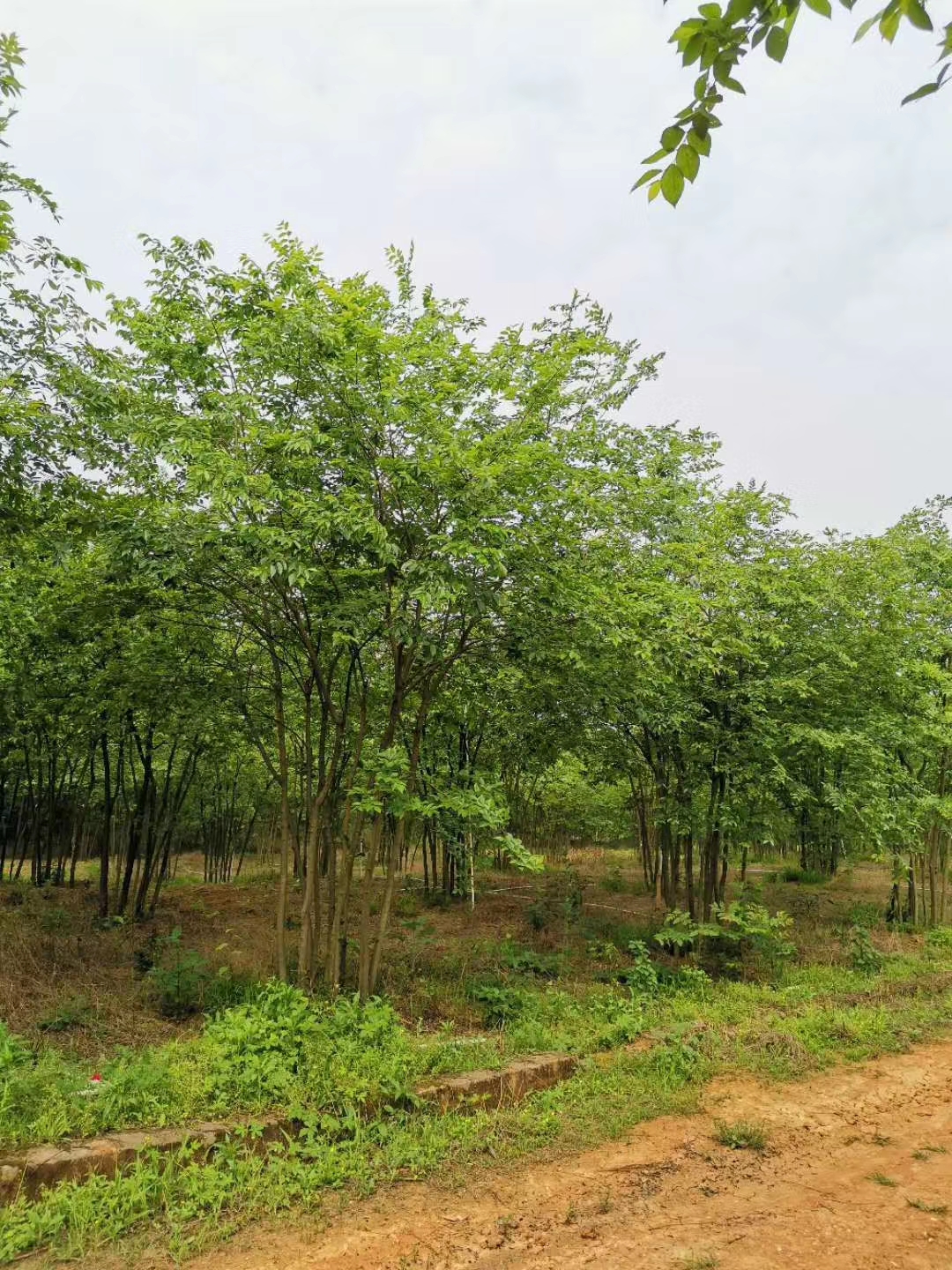 30公分朴树销售 丛生朴树