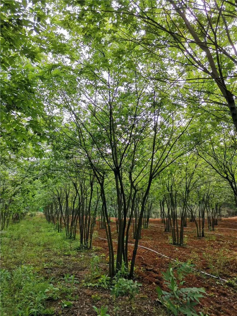 移植朴樹廠家電話20公分朴樹