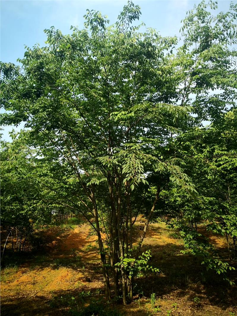 丛生朴树厂家电话