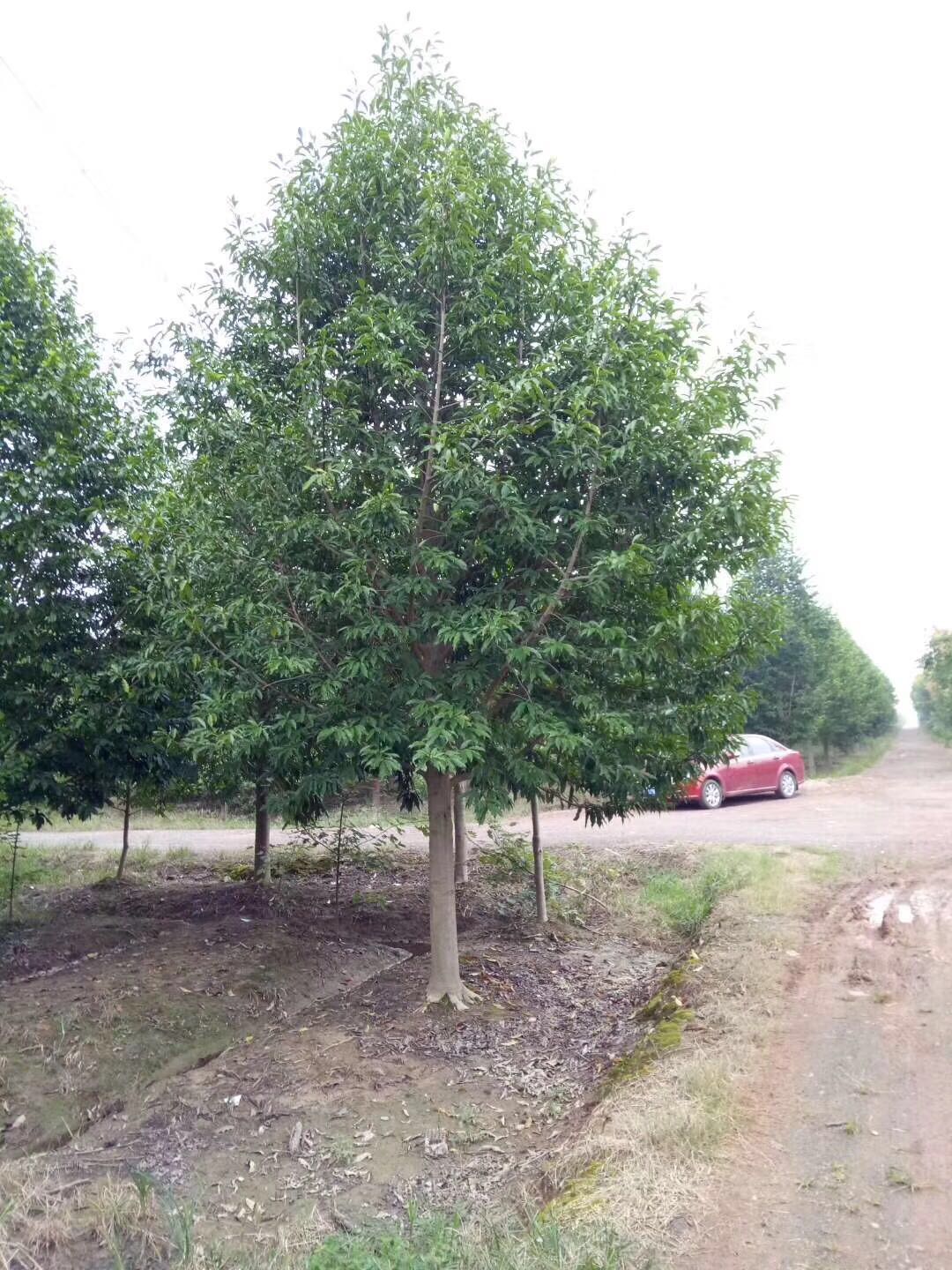 乐昌含笑树苗 30公分乐昌含笑品种 乐昌含笑 用途 绿化 栽培环境 露天