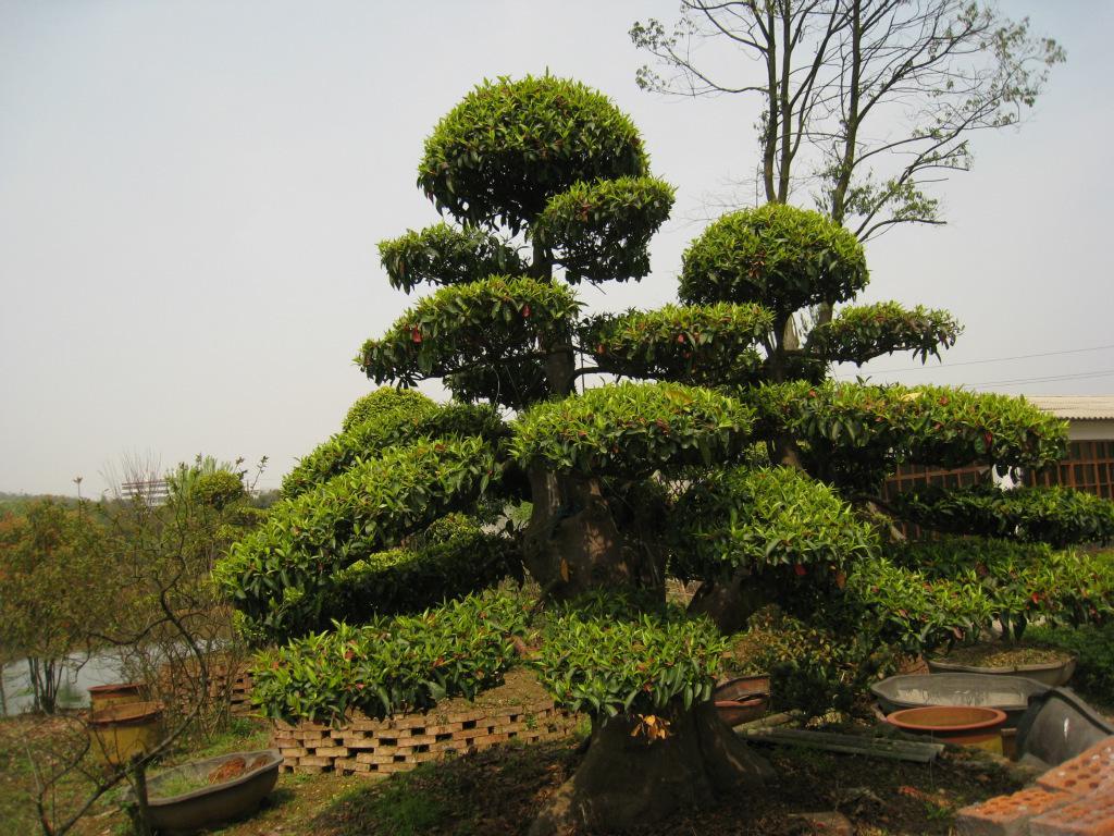 18公分造型杜英厂家直销 15公分造型杜英