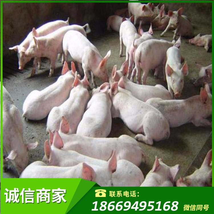 仔猪市场批发价格 东营山东仔猪价格 繁殖猪崽中心