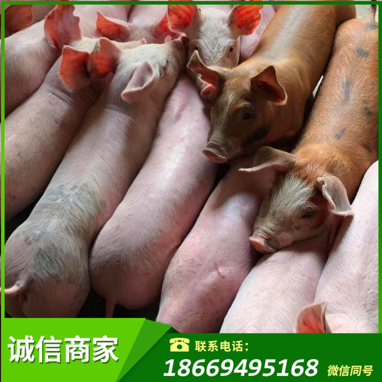 仔猪市场批发价格 常州仔猪市场批发价格 繁殖猪崽中心