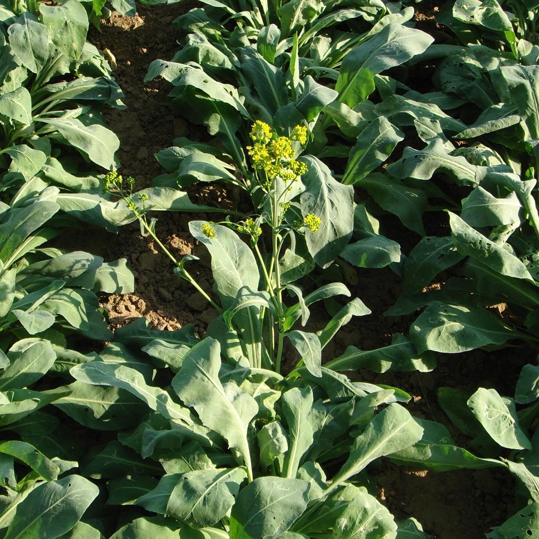 板蓝根种植厂家电话 板蓝板种子价格