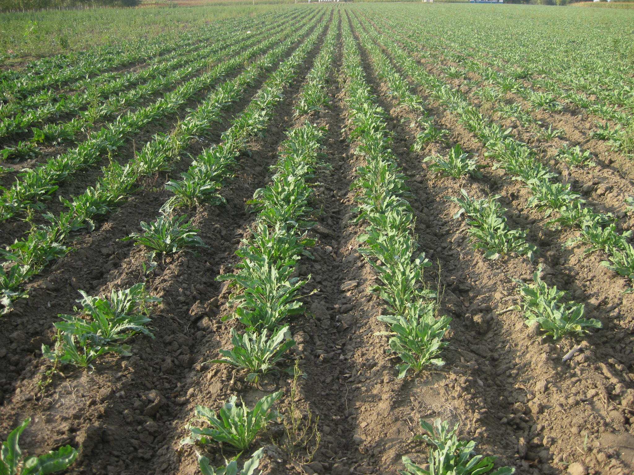 面议产品数量:1000行业:药材种子种苗产品关键词:2019年板蓝根种植