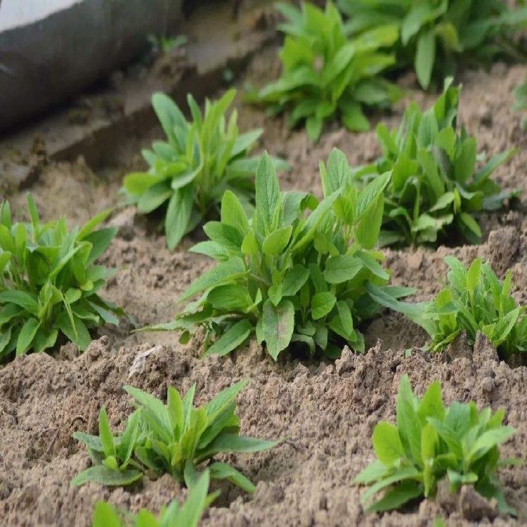 玄參芽子批發基地 玄參種苗亳州市峻賀中藥材種植有限公司產品型號:原