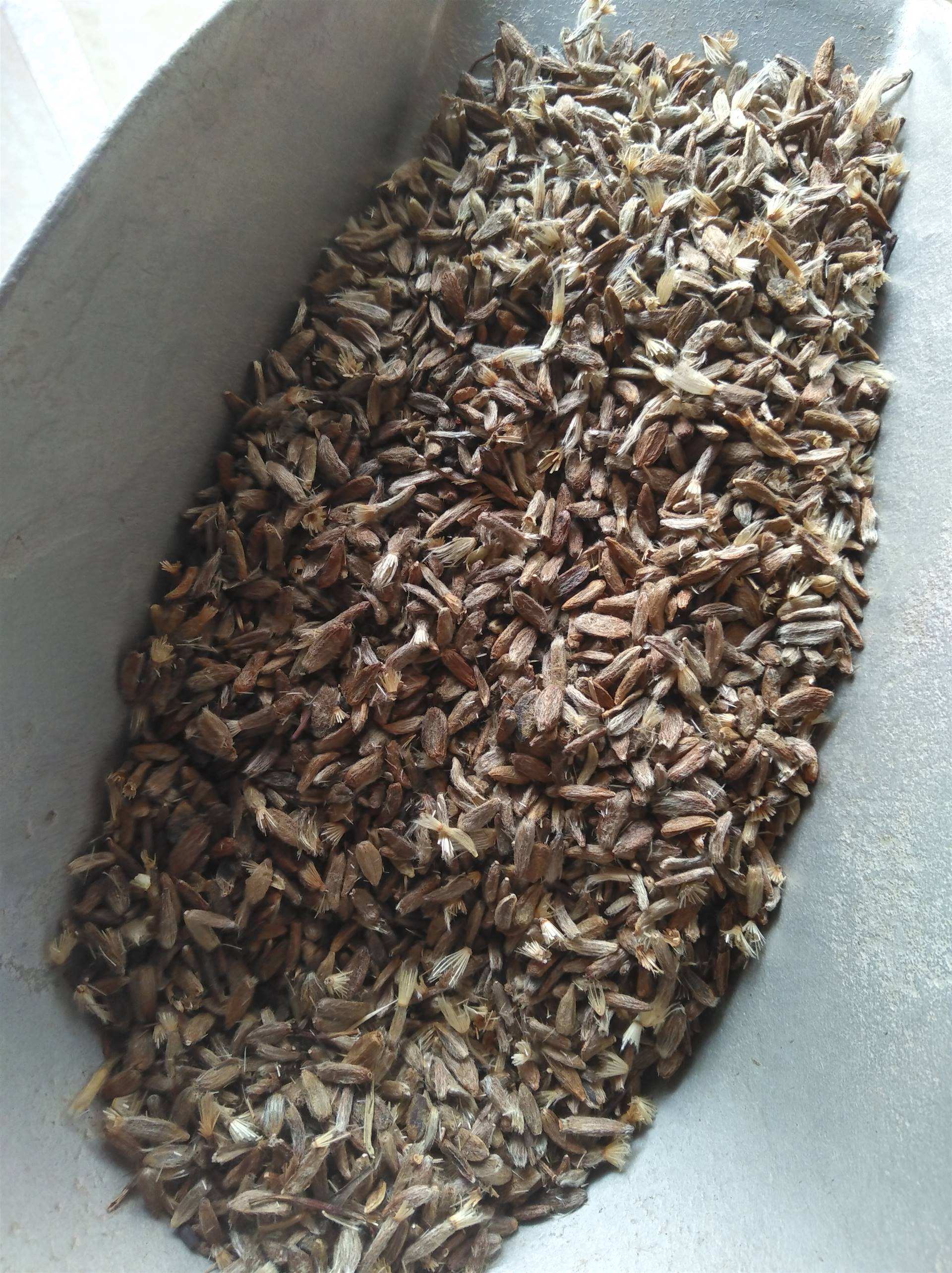 高产白芷种子一棵多少钱 白芷种子