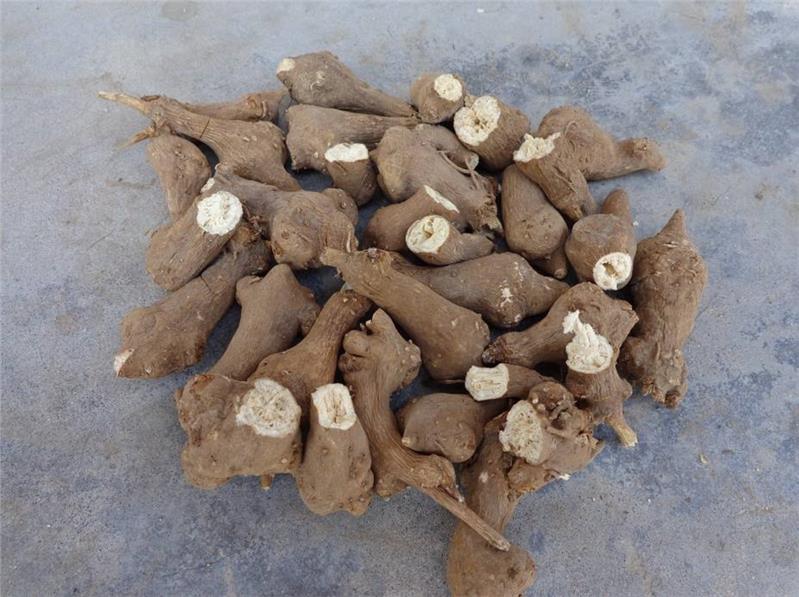 一年改良白术种子 高产白芷种子