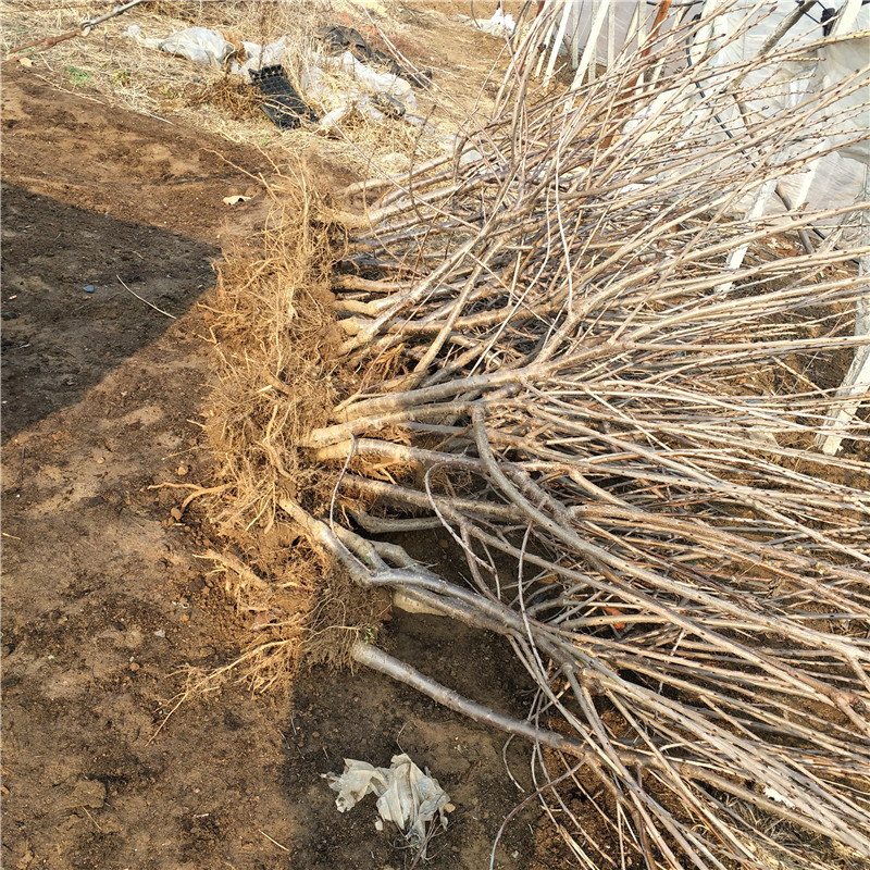 3公分粗樱桃苗樱桃苗供应商