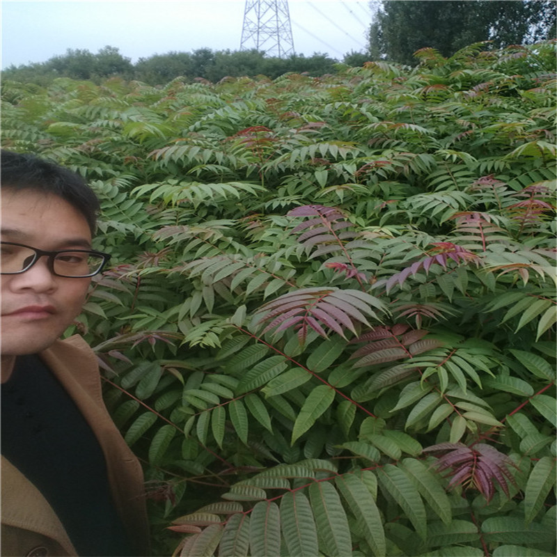 香椿苗是一種營養價值很高的木本蔬菜,多采用露地栽培,應用較多的是