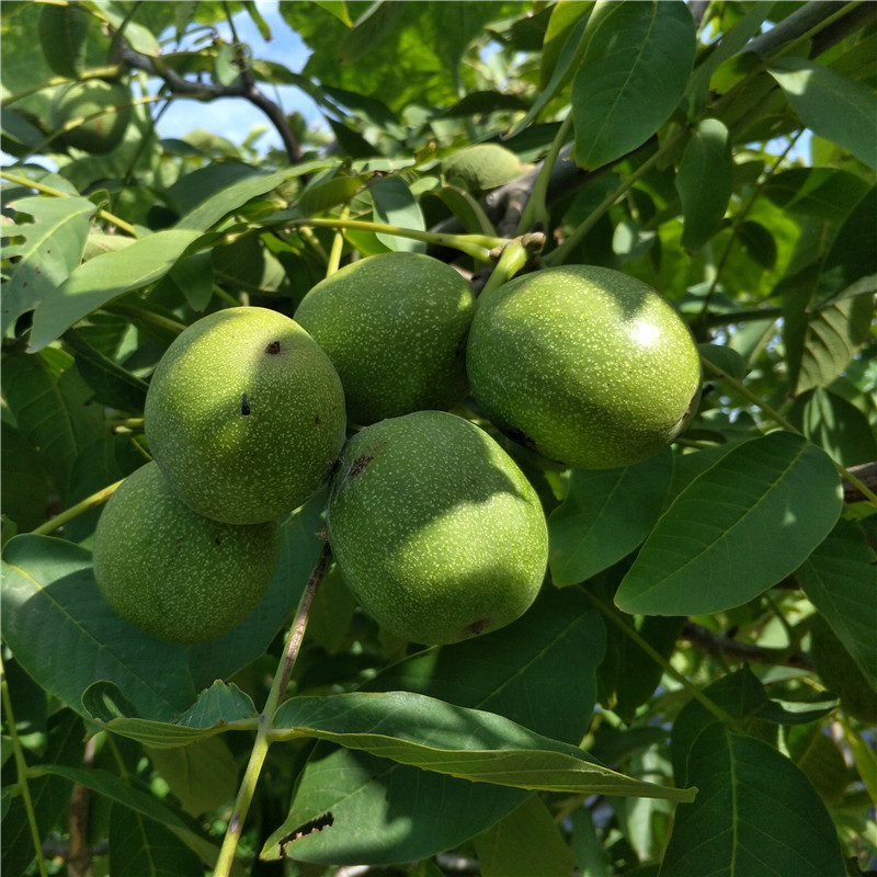 文玩核桃苗核桃苗批发核桃苗的价格