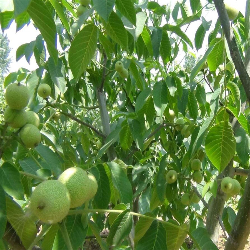 80公分高核桃苗 核桃苗哪家好 核桃苗怎么样