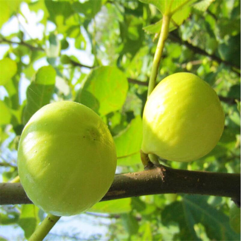 金早无花果苗福建白蜜无花果苗加盟布兰瑞克无花果苗加盟