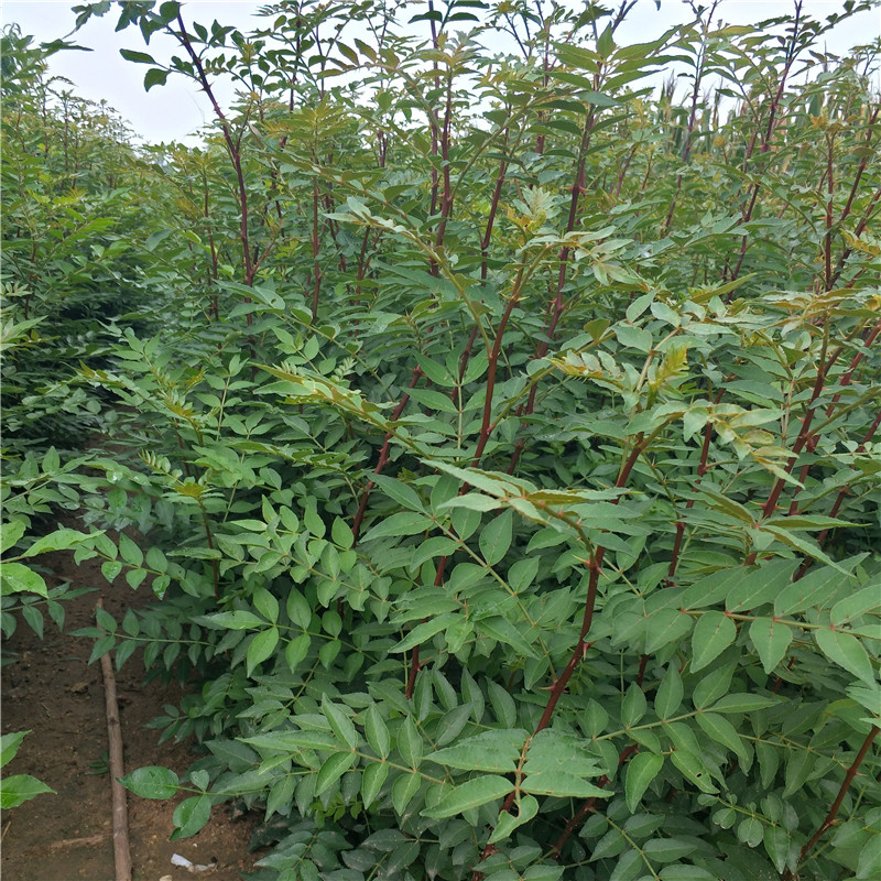 花椒苗育苗技巧:1,花椒種子外殼堅硬,含有油質,不易吸水,加之旱地易