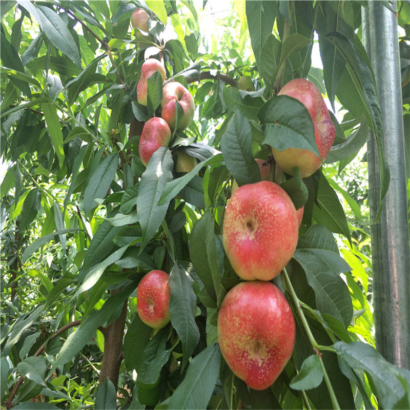 非洲黑妹桃树苗 桃树苗成活率高