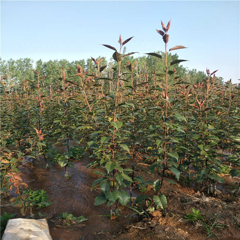 夏玉梨树苗梨树苗价格行情梨树苗供货商