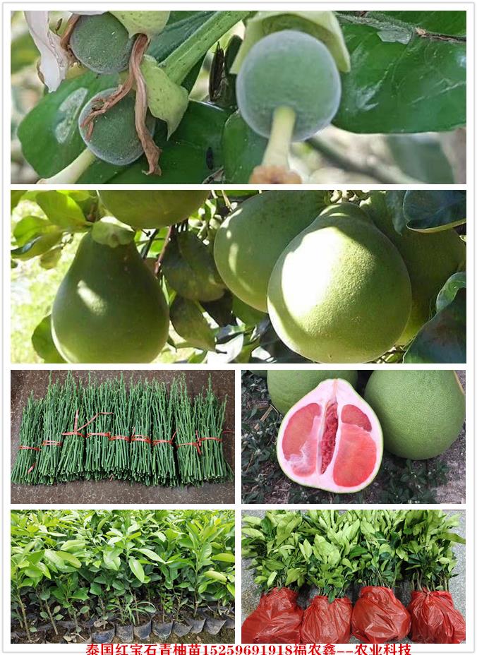 红宝石青柚苗 泰国暹罗柚苗品种介绍