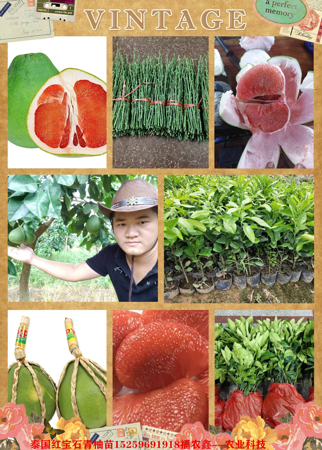 泰国青皮红心柚子苗 泰国红宝石柚苗哪里有