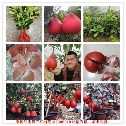 泰国柚苗报价 泰国红皮红肉柚苗 泰国三红柚子苗图片