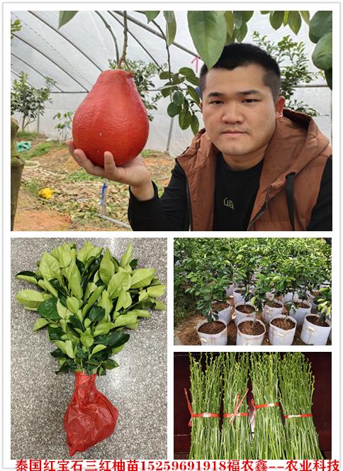 红柚苗 暹罗三红柚子苗 泰国红皮红肉柚苗品种介绍