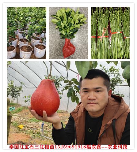 红柚苗 泰国暹罗三红柚苗 泰国红皮蜜柚苗种植基地