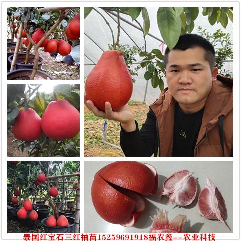 红柚苗 泰国三红蜜柚苗 泰国红宝石三红柚苗销售