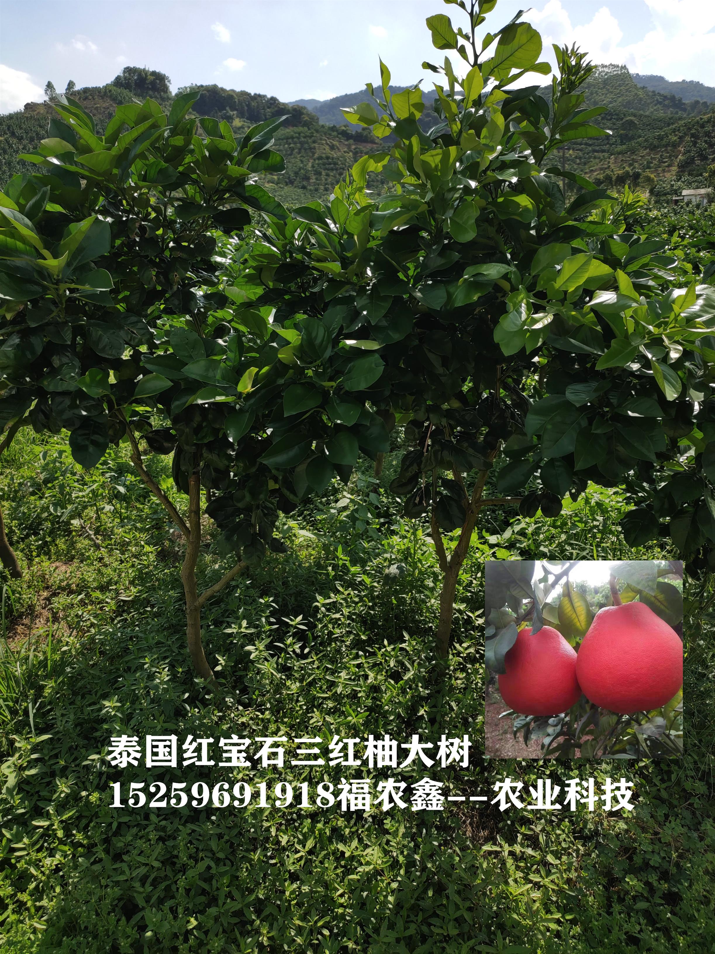 红柚苗 泰国红皮红肉柚苗 暹罗三红柚子苗产量高