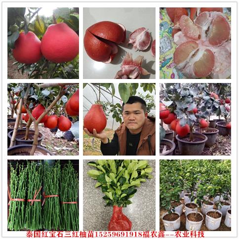 红柚苗 泰国红柚苗 泰国红皮红心柚子苗怎么卖