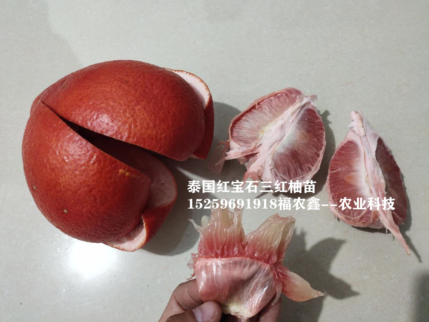 红柚苗 暹罗三红柚苗 泰国红皮红心柚苗品种保证正宗