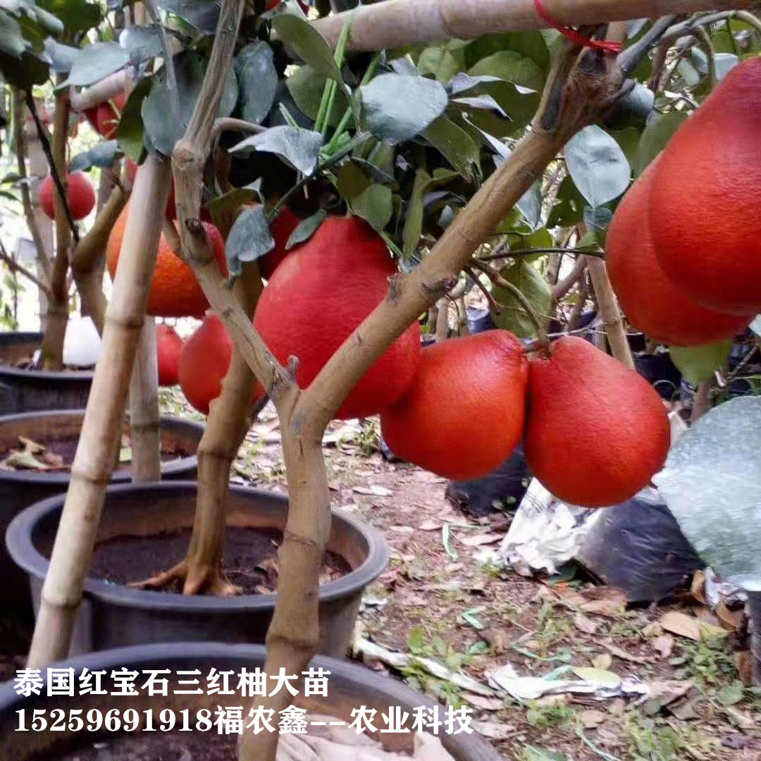 红柚苗 泰国红宝石三红柚子苗福农鑫种苗场