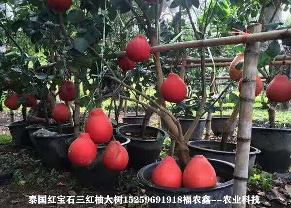 红柚苗 泰国红皮柚苗 泰国暹罗三红柚苗好管理