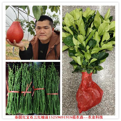 红柚苗 泰国暹罗红柚子苗 泰国暹罗三红蜜柚苗价钱
